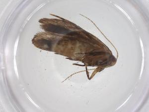  ( - CBG-A60863-E04)  @11 [ ] CreativeCommons - Attribution Share - Alike (2025) Centre for Biodiversity Genomics Centre for Biodiversity Genomics