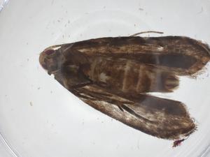  ( - CBG-A60863-F12)  @11 [ ] CreativeCommons - Attribution Share - Alike (2025) Centre for Biodiversity Genomics Centre for Biodiversity Genomics