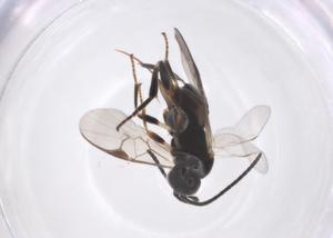  (Apanteles Malaise3953 - CBG-A61004-H07)  @11 [ ] CreativeCommons - Attribution Share - Alike (2024) Centre for Biodiversity Genomics Centre for Biodiversity Genomics