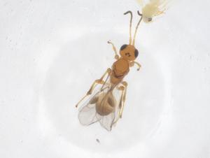  ( - CBG-A61005-F02)  @11 [ ] CreativeCommons - Attribution Share - Alike (2024) Centre for Biodiversity Genomics Centre for Biodiversity Genomics