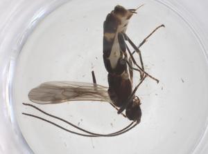  ( - CBG-A61078-A02)  @11 [ ] CreativeCommons - Attribution Share - Alike (2024) Centre for Biodiversity Genomics Centre for Biodiversity Genomics