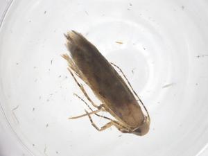  ( - CBG-A61078-H05)  @11 [ ] CreativeCommons - Attribution Share - Alike (2024) Centre for Biodiversity Genomics Centre for Biodiversity Genomics