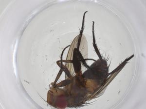  ( - CBG-A61079-A02)  @11 [ ] CreativeCommons - Attribution Share - Alike (2024) Centre for Biodiversity Genomics Centre for Biodiversity Genomics