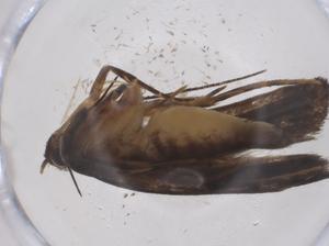  ( - CBG-A61080-C08)  @11 [ ] CreativeCommons - Attribution Share - Alike (2024) Centre for Biodiversity Genomics Centre for Biodiversity Genomics