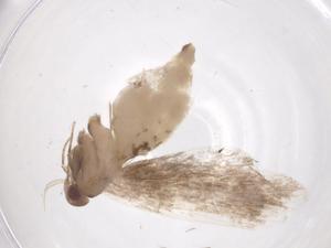  ( - CBG-A61080-H03)  @11 [ ] CreativeCommons - Attribution Share - Alike (2024) Centre for Biodiversity Genomics Centre for Biodiversity Genomics