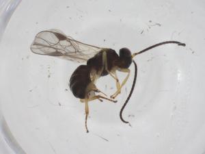  ( - CBG-A61084-C06)  @11 [ ] CreativeCommons - Attribution Share - Alike (2024) Centre for Biodiversity Genomics Centre for Biodiversity Genomics