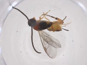  (Pseudapanteles Whitfield26 - CBG-A61085-B02)  @11 [ ] CreativeCommons - Attribution Share - Alike (2024) Centre for Biodiversity Genomics Centre for Biodiversity Genomics