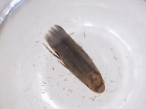  ( - CBG-A61085-E07)  @11 [ ] CreativeCommons - Attribution Share - Alike (2024) Centre for Biodiversity Genomics Centre for Biodiversity Genomics