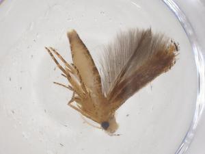  ( - CBG-A61086-E03)  @11 [ ] CreativeCommons - Attribution Share - Alike (2024) Centre for Biodiversity Genomics Centre for Biodiversity Genomics