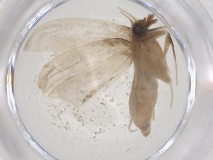  ( - CBG-A61086-F04)  @11 [ ] CreativeCommons - Attribution Share - Alike (2024) Centre for Biodiversity Genomics Centre for Biodiversity Genomics