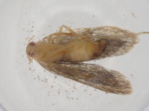  ( - CBG-A61087-C11)  @11 [ ] CreativeCommons - Attribution Share - Alike (2024) Centre for Biodiversity Genomics Centre for Biodiversity Genomics