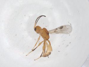  ( - CBG-A61087-G10)  @11 [ ] CreativeCommons - Attribution Share - Alike (2024) Centre for Biodiversity Genomics Centre for Biodiversity Genomics