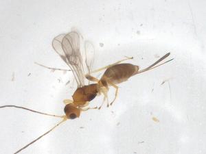  ( - CBG-A61090-G03)  @11 [ ] CreativeCommons - Attribution Share - Alike (2025) Centre for Biodiversity Genomics Centre for Biodiversity Genomics