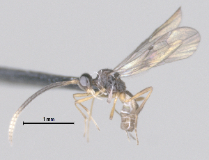  (Blacus Malaise1651 - CCDB-38197-A02)  @11 [ ] CreativeCommons - Attribution (2023) Michael Sharkey Centre for Biodiversity Genomics