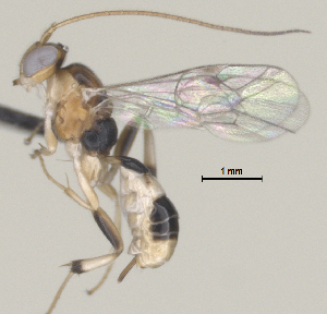  (Mesochorus unocerouno - CCDB-38214-B02)  @11 [ ] CreativeCommons - Attribution (2023) Michael Sharkey Centre for Biodiversity Genomics