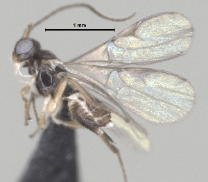  (Paroligoneurus Malaise9171 - CCDB-38214-B09)  @11 [ ] CreativeCommons - Attribution (2023) Michael Sharkey Centre for Biodiversity Genomics