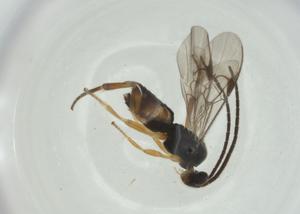  (Hypomicrogaster Malaise1283 - CBG-A26235-B11)  @11 [ ] CreativeCommons - Attribution Share - Alike (2024) Centre for Biodiversity Genomics Centre for Biodiversity Genomics