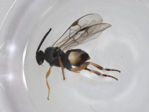  (Cotesia Janzen02 - CBG-A26236-F09)  @11 [ ] CreativeCommons - Attribution Share - Alike (2024) Centre for Biodiversity Genomics Centre for Biodiversity Genomics