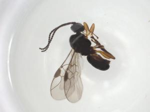  (Triaspis Malaise4239 - CBG-A26269-A09)  @11 [ ] CreativeCommons - Attribution Share - Alike (2024) Centre for Biodiversity Genomics Centre for Biodiversity Genomics