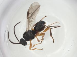  ( - CBG-A26269-A10)  @11 [ ] CreativeCommons - Attribution Share - Alike (2024) Centre for Biodiversity Genomics Centre for Biodiversity Genomics