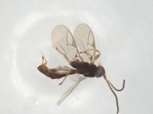  ( - CBG-A26269-C09)  @11 [ ] CreativeCommons - Attribution Share - Alike (2024) Centre for Biodiversity Genomics Centre for Biodiversity Genomics