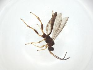  ( - CBG-A26269-D01)  @11 [ ] CreativeCommons - Attribution Share - Alike (2024) Centre for Biodiversity Genomics Centre for Biodiversity Genomics