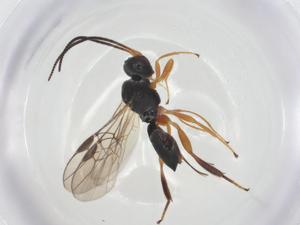  ( - CBG-A26269-D08)  @11 [ ] CreativeCommons - Attribution Share - Alike (2024) Centre for Biodiversity Genomics Centre for Biodiversity Genomics