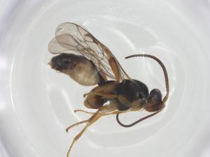  ( - CBG-A26269-D09)  @11 [ ] CreativeCommons - Attribution Share - Alike (2024) Centre for Biodiversity Genomics Centre for Biodiversity Genomics