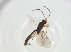  ( - CBG-A26269-F02)  @11 [ ] CreativeCommons - Attribution Share - Alike (2024) Centre for Biodiversity Genomics Centre for Biodiversity Genomics