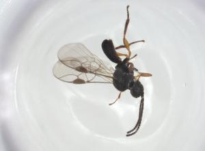  ( - CBG-A26269-F03)  @11 [ ] CreativeCommons - Attribution Share - Alike (2024) Centre for Biodiversity Genomics Centre for Biodiversity Genomics