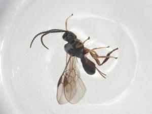  ( - CBG-A26269-G08)  @11 [ ] CreativeCommons - Attribution Share - Alike (2024) Centre for Biodiversity Genomics Centre for Biodiversity Genomics