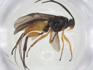  ( - CBG-A26269-G09)  @11 [ ] CreativeCommons - Attribution Share - Alike (2024) Centre for Biodiversity Genomics Centre for Biodiversity Genomics