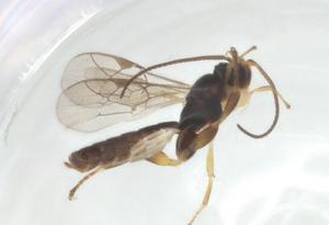  ( - CBG-A26269-G12)  @11 [ ] CreativeCommons - Attribution Share - Alike (2024) Centre for Biodiversity Genomics Centre for Biodiversity Genomics