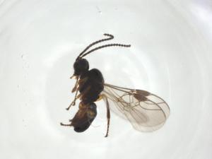  ( - CBG-A26269-H11)  @11 [ ] CreativeCommons - Attribution Share - Alike (2024) Centre for Biodiversity Genomics Centre for Biodiversity Genomics