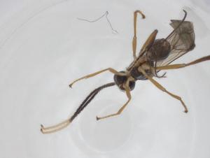  ( - CBG-A26270-A02)  @11 [ ] CreativeCommons - Attribution Share - Alike (2024) Centre for Biodiversity Genomics Centre for Biodiversity Genomics