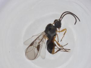  ( - CBG-A26270-C02)  @11 [ ] CreativeCommons - Attribution Share - Alike (2024) Centre for Biodiversity Genomics Centre for Biodiversity Genomics