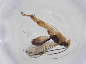  ( - CBG-A26270-C11)  @11 [ ] CreativeCommons - Attribution Share - Alike (2024) Centre for Biodiversity Genomics Centre for Biodiversity Genomics