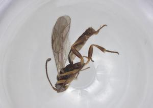  ( - CBG-A26270-D03)  @11 [ ] CreativeCommons - Attribution Share - Alike (2024) Centre for Biodiversity Genomics Centre for Biodiversity Genomics