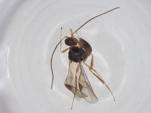  (Blacus Malaise0731 - CBG-A26270-G03)  @11 [ ] CreativeCommons - Attribution Share - Alike (2024) Centre for Biodiversity Genomics Centre for Biodiversity Genomics