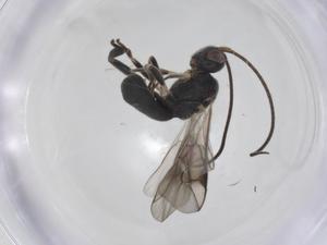  ( - CBG-A26270-G09)  @11 [ ] CreativeCommons - Attribution Share - Alike (2024) Centre for Biodiversity Genomics Centre for Biodiversity Genomics