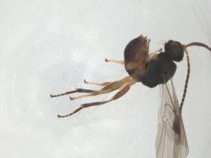  ( - CBG-A26271-A03)  @11 [ ] CreativeCommons - Attribution Share - Alike (2024) Centre for Biodiversity Genomics Centre for Biodiversity Genomics