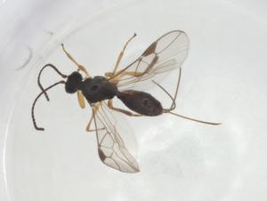  ( - CBG-A26271-B02)  @11 [ ] CreativeCommons - Attribution Share - Alike (2024) Centre for Biodiversity Genomics Centre for Biodiversity Genomics