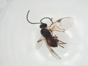  (Dolichogenidea Malaise0719 - CBG-A26271-D05)  @11 [ ] CreativeCommons - Attribution Share - Alike (2024) Centre for Biodiversity Genomics Centre for Biodiversity Genomics