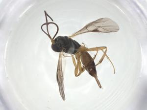  ( - CBG-A26271-F12)  @11 [ ] CreativeCommons - Attribution Share - Alike (2024) Centre for Biodiversity Genomics Centre for Biodiversity Genomics