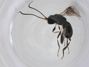  ( - CBG-A26272-A07)  @11 [ ] CreativeCommons - Attribution Share - Alike (2024) Centre for Biodiversity Genomics Centre for Biodiversity Genomics