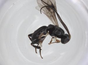  ( - CBG-A26272-H10)  @11 [ ] CreativeCommons - Attribution Share - Alike (2024) Centre for Biodiversity Genomics Centre for Biodiversity Genomics