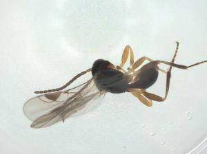  ( - CBG-A26273-C12)  @11 [ ] CreativeCommons - Attribution Share - Alike (2024) Centre for Biodiversity Genomics Centre for Biodiversity Genomics