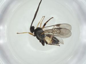  (Cotesia Malaise4025 - CBG-A26273-G05)  @11 [ ] CreativeCommons - Attribution Share - Alike (2024) Centre for Biodiversity Genomics Centre for Biodiversity Genomics
