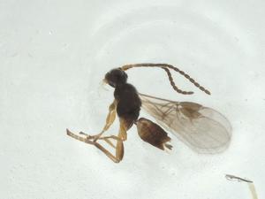  ( - CBG-A28649-B12)  @11 [ ] CreativeCommons - Attribution Share - Alike (2024) Centre for Biodiversity Genomics Centre for Biodiversity Genomics