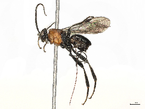  ( - CBG-A28649-H05)  @11 [ ] CreativeCommons - Attribution Share-Alike (2024) CBG Photography Group Centre for Biodiversity Genomics